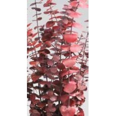 EUCALYPTUS PRESERVED POLISHED Red-